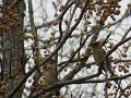 Cedar Waxwing by KM